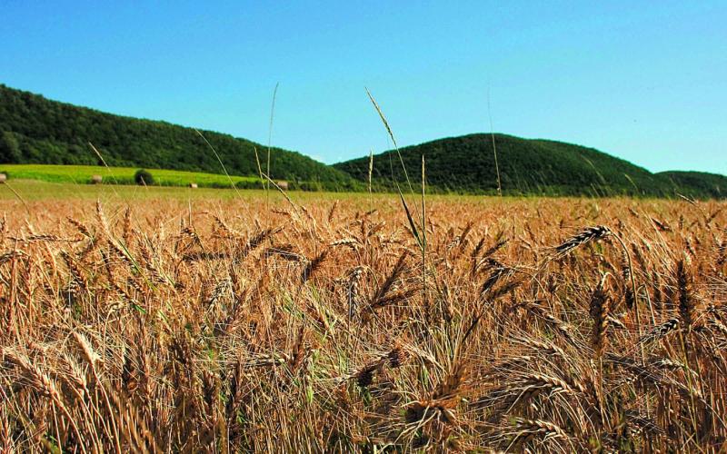 Spelt growing at Stoneybrook Farm in Hillsboro, VA